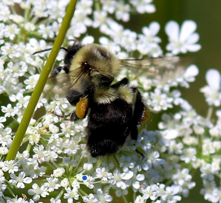 Common Eastern Bumble Bee
Bombus impatiens Common Eastern Bumble Bee
Bombus impatiens
