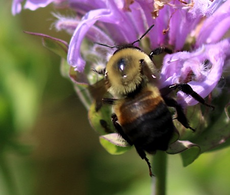 Brown-belted Bumble Bee
Bombus fervidus Brown-belted Bumble Bee
Bombus fervidus