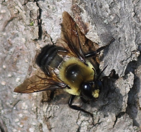 Eastern Carpenter Bee (female)
Xylocopa Virginia Eastern Carpenter Bee (female)
Xylocopa Virginia