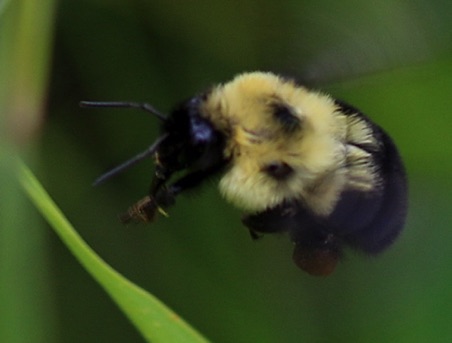 Two-spotted Bumble Bee
Bombus bimaculatus Two-spotted Bumble Bee
Bombus bimaculatus