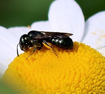 Small Carpenter Bee
Ceratina (24 spp.) Small Carpenter Bee
Ceratina (24 spp.)