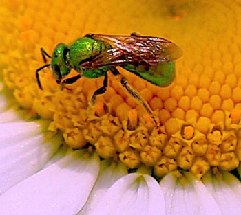 Green Metallic Bee
Agapostemon splendens Green Metallic Bee
Agapostemon splendens
