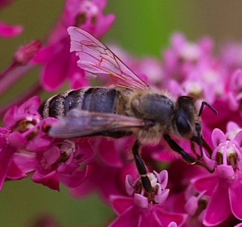 Digger Bee
Andrena spp. Digger Bee
Andrena spp.