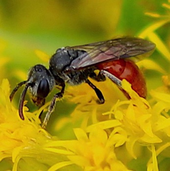 Blood Bee
Sphecodes spp. Blood Bee
Sphecodes spp.