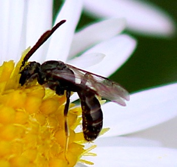 Confusing Metallic-furrow Bee
Halibuts confuses Confusing Metallic-furrow Bee
Halibuts confuses