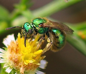 Green Metallic Bee.jpg Green Metallic Bee.jpg
