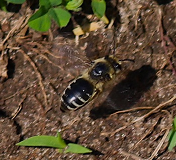 Cellophane Bee
Colletes simulans Cellophane Bee
Colletes simulans