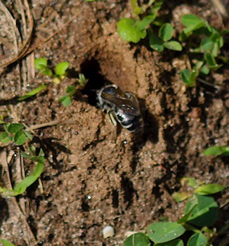 Cellophane Bee entering nest
Colletes simulans Cellophane Bee entering nest
Colletes simulans