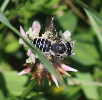 Pugnacious Leaf-cutter Bee
Megachile pugnata Pugnacious Leaf-cutter Bee
Megachile pugnata