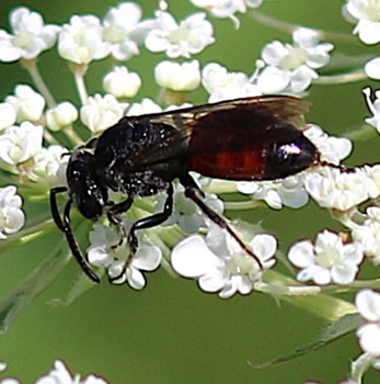 Blood Bee
Sphecodes spp. Blood Bee
Sphecodes spp.