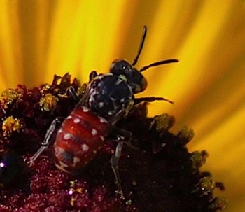 Cuckoo Bee
Sphecodes spp. Cuckoo Bee
Sphecodes spp.