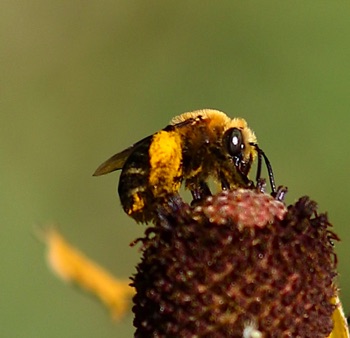 Dark-veined Longhorn Bee
Melissodes trinodis Dark-veined Longhorn Bee
Melissodes trinodis
