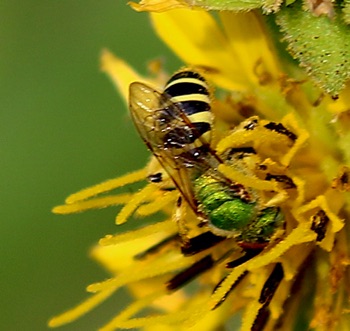 Striped Sweat Bee
Agapostemon obliques Striped Sweat Bee
Agapostemon obliques