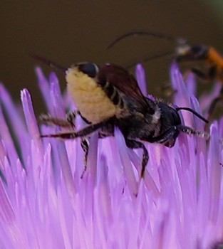 Leafcutting Bee Leafcutting Bee