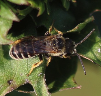 Mining Bee.jpg Mining Bee.jpg