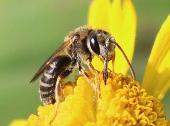 Orange-legged Furrow Bee
Halictus ligated Orange-legged Furrow Bee
Halictus ligated
