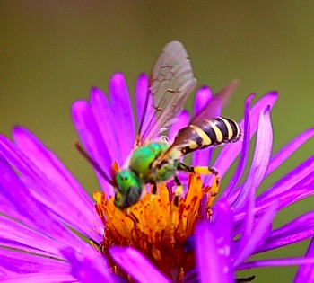Brown-striped-Sweat Bee
Agapostemon splendens Brown-striped-Sweat Bee
Agapostemon splendens