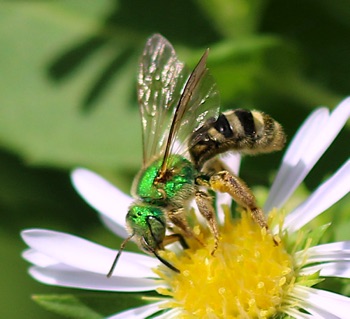 Black-striped Green Metallic Bee
Agapostemon virescens Black-striped Green Metallic Bee
Agapostemon virescens