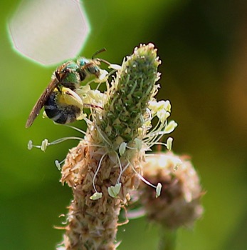 Metallic Green Striped-sweat Bee Metallic Green Striped-sweat Bee