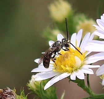 Confusing Metallic-furrow Bee
Halibuts confuses Confusing Metallic-furrow Bee
Halibuts confuses