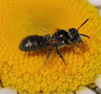 Small Carpenter Bee
Ceratina (24 spp.) Small Carpenter Bee
Ceratina (24 spp.)