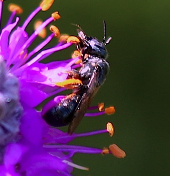 Small Carpenter Bee
Ceratina (24 spp.) Small Carpenter Bee
Ceratina (24 spp.)