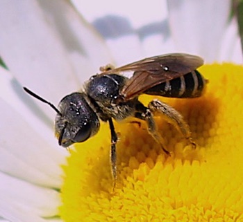 Unknown
Lasioglossum spp. Unknown
Lasioglossum spp.