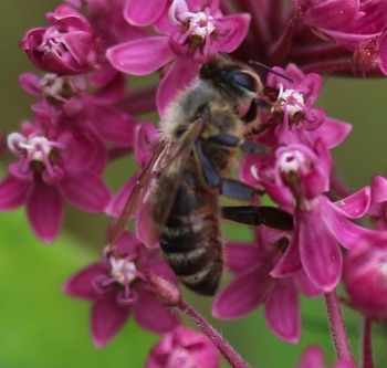Mining Bee
Andrena spp. Mining Bee
Andrena spp.