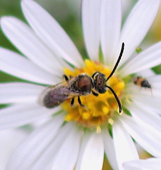 Nomad Bee? Nomad Bee?