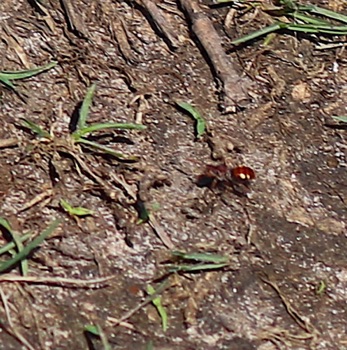 Nomad Bee, Pollen Stealer,
Nomada ruficornis or maculata Nomad Bee, Pollen Stealer,
Nomada ruficornis or maculata