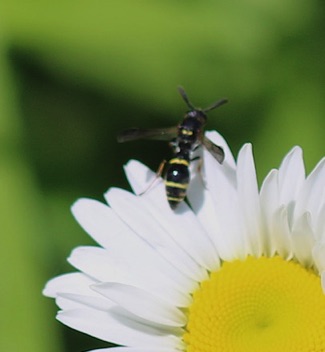 Mason Wasp
Symmorphus canadensis Mason Wasp
Symmorphus canadensis