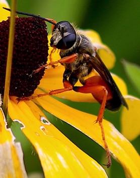 Great Golden Digger
Sphex ichneumoneus Great Golden Digger
Sphex ichneumoneus
