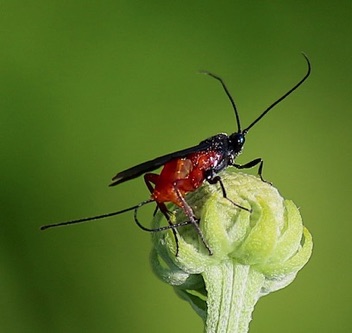 Braconid Wasp Braconid Wasp