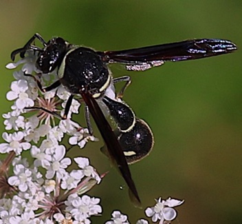 Black and White Potter Wasp
Eumenes fraternus Black and White Potter Wasp
Eumenes fraternus