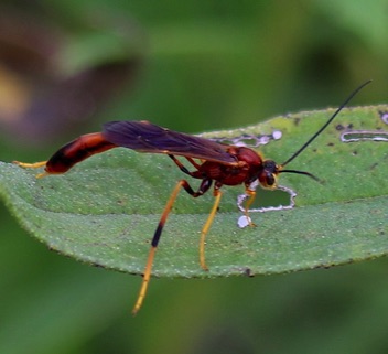 Gravenhorstiini Ichneumonid Wasp Gravenhorstiini Ichneumonid Wasp