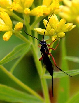 Ichneumon Wasp Ichneumon Wasp