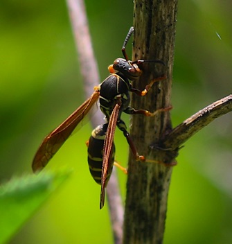 Paper Wasp
Polistes dorsalis Paper Wasp
Polistes dorsalis