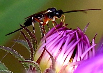 Ichneumon Wasp
Itoplectis conquisitor Ichneumon Wasp
Itoplectis conquisitor
