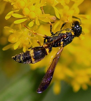 Potter Wasp
Symmorphus canadensis Potter Wasp
Symmorphus canadensis