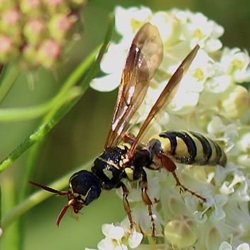 Five-banded Thinned Wasp
Myzinum quinquecinctum Five-banded Thinned Wasp
Myzinum quinquecinctum