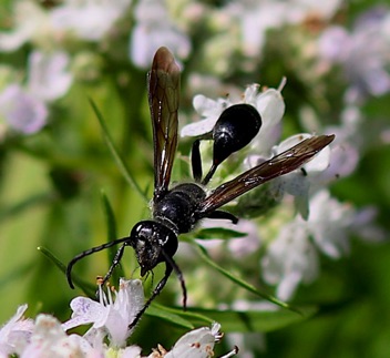 Grass-carrying Wasp
Isodontia mexicana or apicalis Grass-carrying Wasp
Isodontia mexicana or apicalis