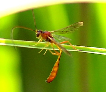 Unknown Wasp Unknown Wasp