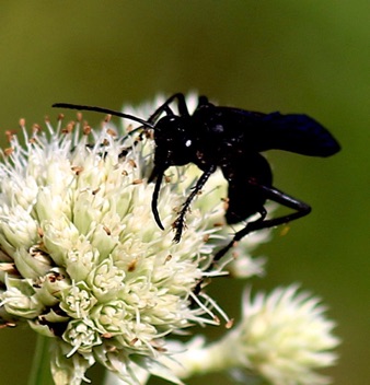 Great Black Wasp Great Black Wasp