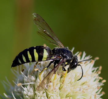 Sand Wasp
Bicyrtes quadrifasciatus Sand Wasp
Bicyrtes quadrifasciatus