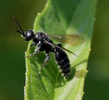 Typhiid Wasp
Tipihia spp. Typhiid Wasp
Tipihia spp.