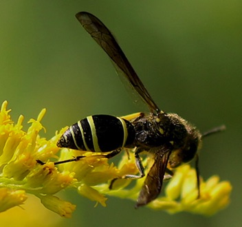 Potter wasp
Ancistrocerus antilope Potter wasp
Ancistrocerus antilope