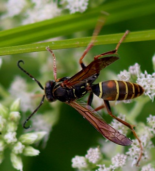 Northern Paper Wasp (native)
Polistes fuscatus Northern Paper Wasp (native)
Polistes fuscatus