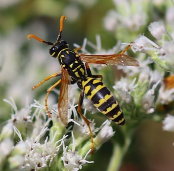 European Paper Wasp
Polistes dominula European Paper Wasp
Polistes dominula