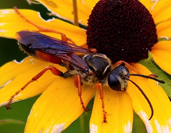 Great Golden Digger
Sphex ichneumoneus Great Golden Digger
Sphex ichneumoneus