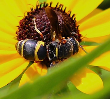 Potter Wasp
Euodynerus hidalog boreoorientalis Potter Wasp
Euodynerus hidalog boreoorientalis